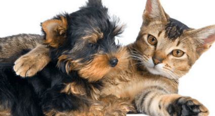 Momento del adiós: ¿Qué experimenta tu perro o gato antes de morir?