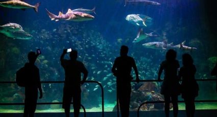 ¿Secretaría de Turismo Federal apoyará en la ampliación del Aquarium?