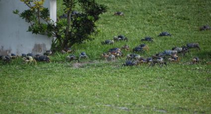 A cuidarlos: inicia veda de cangrejo azul en Veracruz