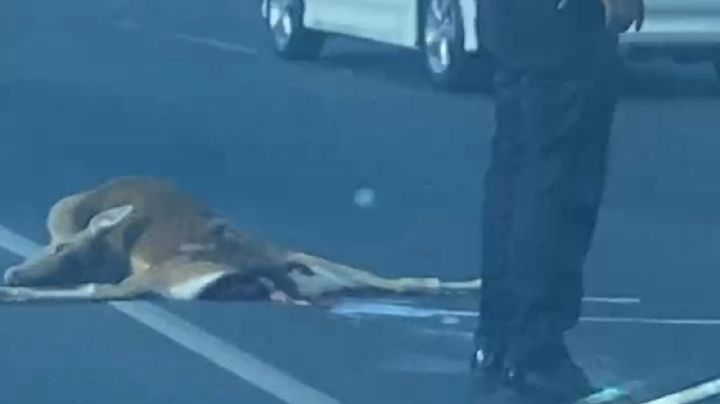 VIDEO | Atropellan a venado sobre la México-Pachuca