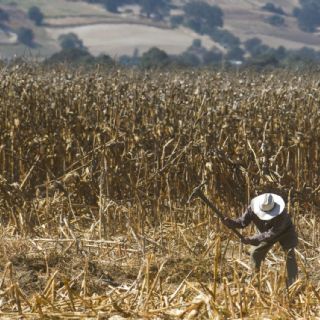 Sheinbaum propone formalizar trabajo agrícola para evitar conflictos en T-MEC