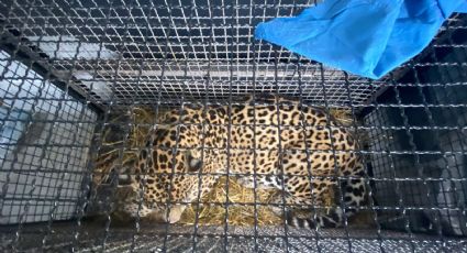 Rescata ZooLeón a 6 felinos abandonados en el santuario Black Jaguar