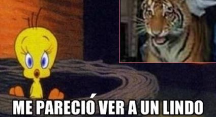 Me pareció ver a un lindo gatito: Los memes del tigre en la taquería de Hidalgo