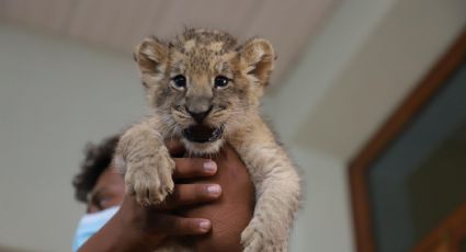 ¡Qué emoción! Presentan a crías de leones nacidas en zoológico de Orizaba