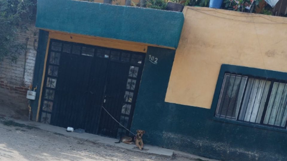 Tener una mascota en León implica el cuidar de su salud, higiene y alimentación o en caso contrario los propietarios podrían ser multados.