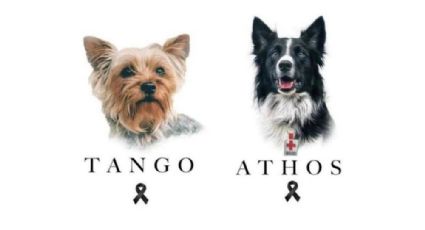 Condenan a 10 años de prisión a asesino de “Athos” y a “Tango”, perros rescatistas