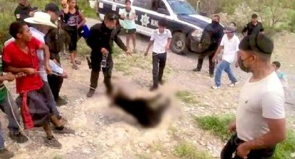 Sancionan a cinco policías por muerte de oso negro en Coahuila