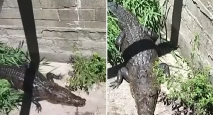 VIDEO: "Coco", el cocodrilo mascota de una familia en Tamaulipas