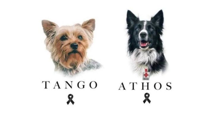 Condenan a 10 años de prisión a asesino de “Athos” y a “Tango”, perros rescatistas