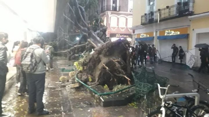 VIDEO: Familia se resguarda de la lluvia, árbol se cae y mata a un niño