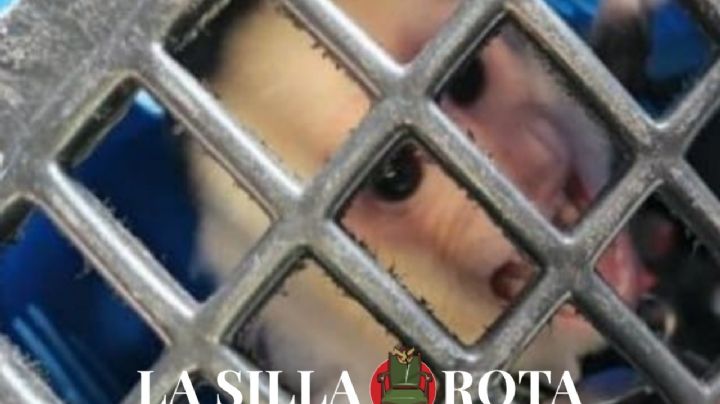 Junto con el mono que tenía de mascota, así cayó “El rey de la piedra” en CDMX