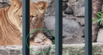 Nace otra cría de león en Orizaba, ya son tres nuevos leones en el Paseo del Río