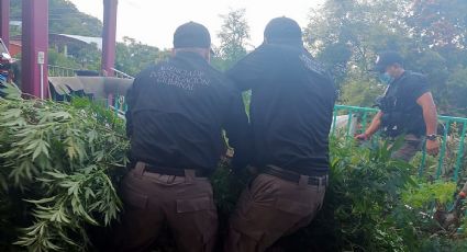 Decomisan plantío de marihuana en municipio de Hidalgo