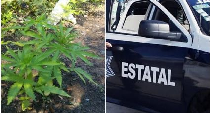 No eran árboles navideños, decomisan 200 plantas de mariguana en Ixmiquilpan