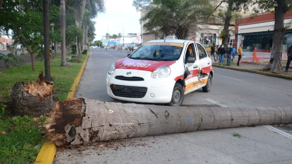 El tronco de la palmera cayó sobre la pierna izquierda del hombre, causando una grave fractura