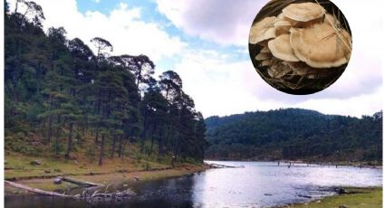 Temporada de hongos llega a los bosques de Jilotzingo con 160 variedades
