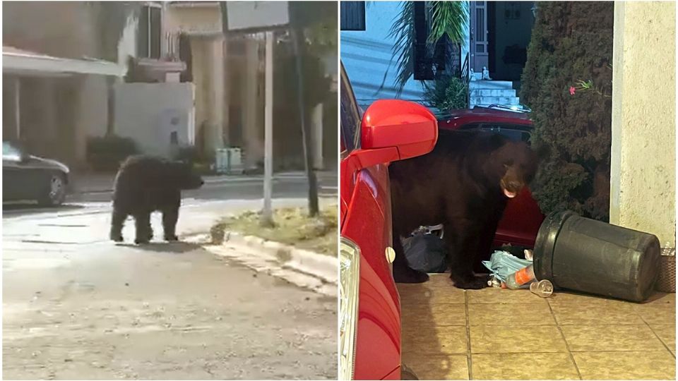 En agosto y septiembre, al menos siete osos fueron captados por la ciudadanía en zonas pobladas de Monterrey.