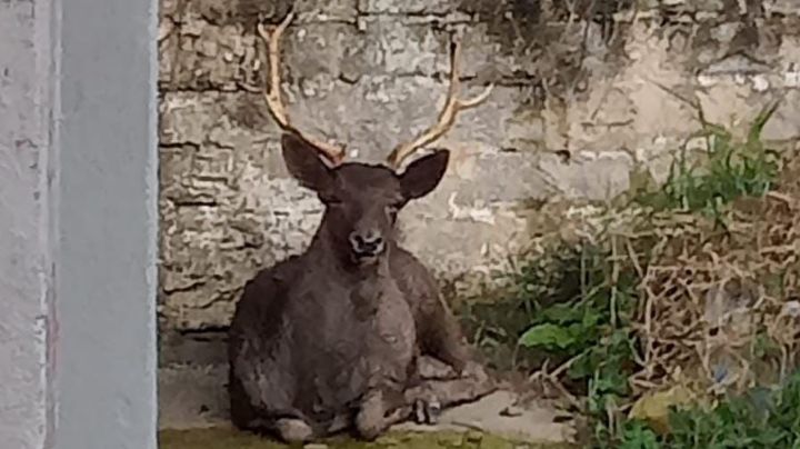 Que no le digan en la esquina: captan venado suelto en Xalapa