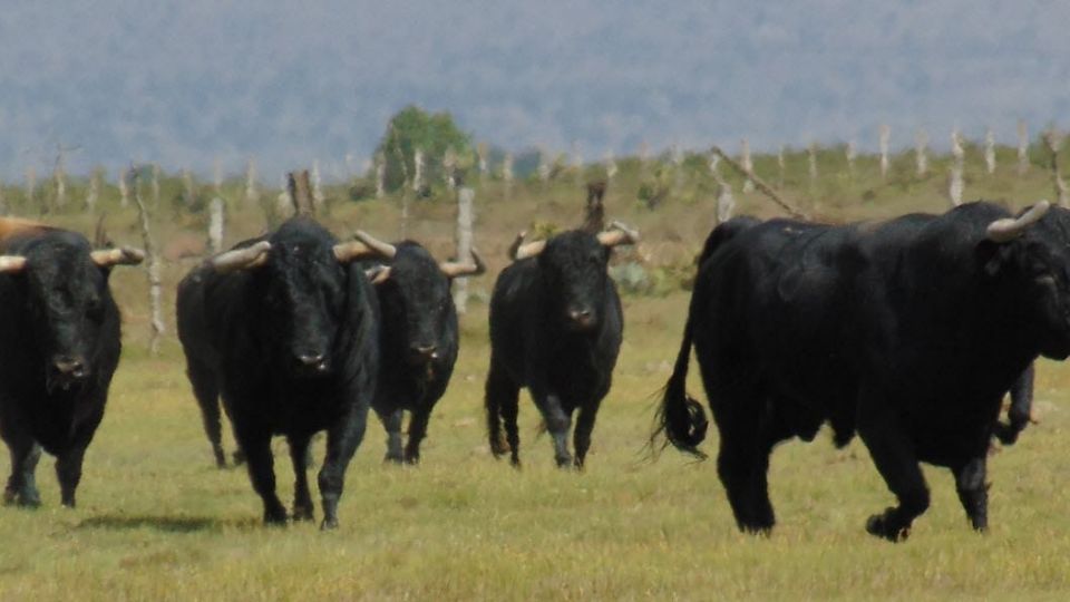 Foto de archivo de toros de la ganadería Riaño.