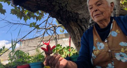 "Tengo que cuidarlo, es mi herencia", Dolores dedica su vida al Árbol de las Manitas