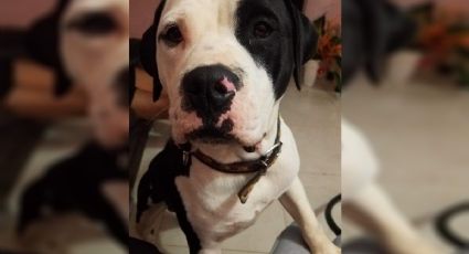 Justicia por Dipper, perrito asesinado a machetazos en Veracruz