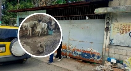 Rescatan a más de 30 perros de casa donde eran sacrificados en Huiloapan