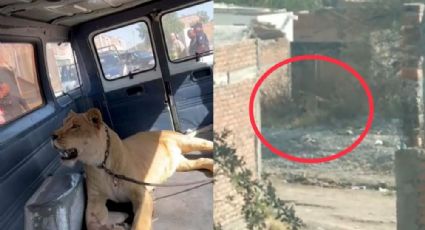 VIDEOS: Leona ataca a mujer y mata a su perro en calles de Aguascalientes; ya fue capturada
