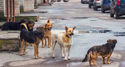 Tras la pandemia, aumenta el número de mascotas abandonadas
