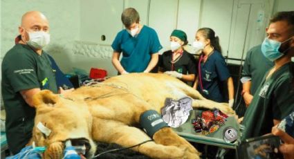 Encuentran más de 2 kilos de plásticos en estómago de leona; fue operada en Pachuca