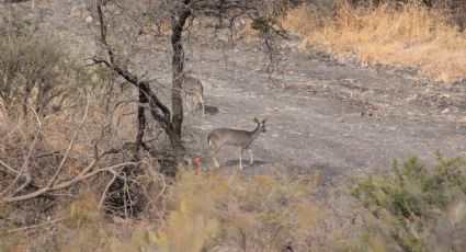 Detectan cazadores clandestinos de venado en Sierra de Lobos