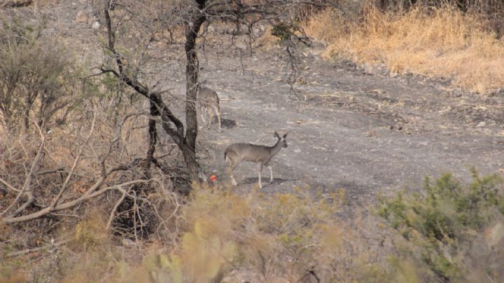 Detectan cazadores clandestinos de venado en Sierra de Lobos