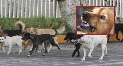Jauría de perros atemoriza a vecinos de zona poniente en Celaya, atacan a las mascotas