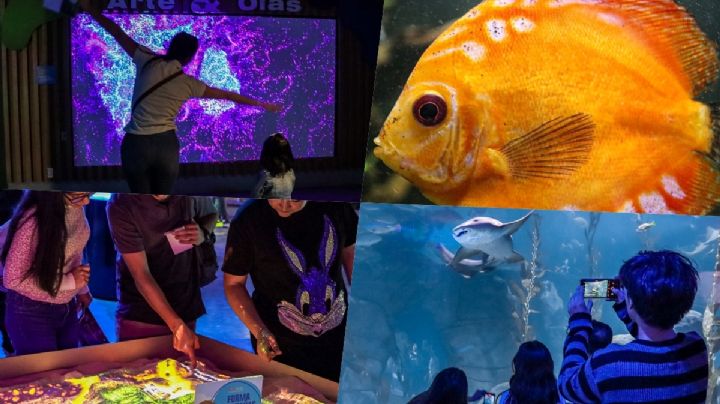 Acuario Michin: ¿Piensas visitarlo? Esto es lo que nadie te ha dicho