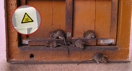 ¿Cómo eliminar ratas de mi casa?