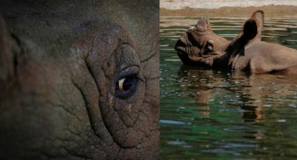FOTOGALERIA | Zoológico de Guadalajara tiene nuevos huéspedes, llegan 2 rinocerontes indios