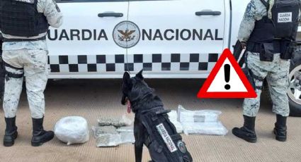 En septiembre, binomios caninos rastrearon 32 paquetes de marihuana en Veracruz