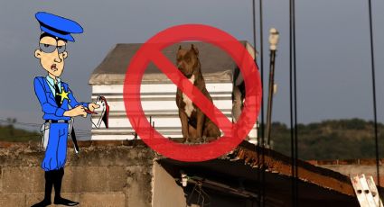 Ley de Bienestar Animal: ¿De cuánto fue la primera MULTA por dejar amarrado a un perro en una farmacia?