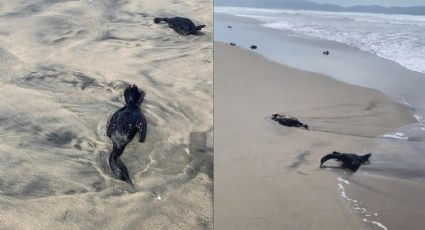 VIDEO| ¿Qué pasa en Playa Hermosa? Aparecen docenas de patos muertos; esto se sabe