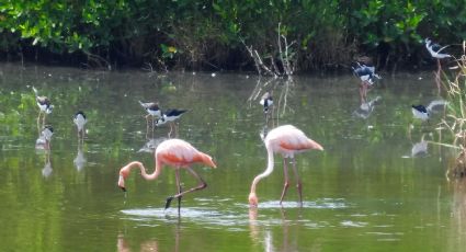 Grupo de flamingos sorprenden a jarochos en la laguna de Mandinga