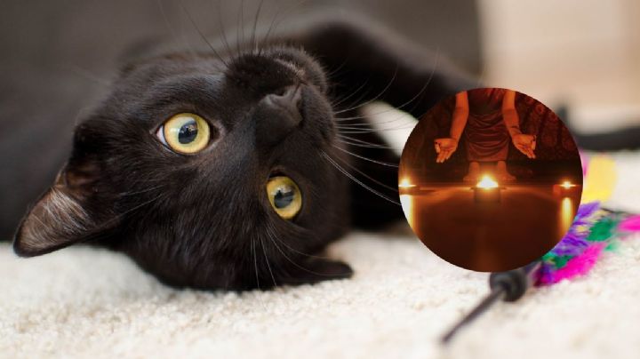 Piden cuidar gatitos negros en Día de Muertos, por temor a brujería en Veracruz