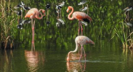 ¿Por qué flamingos llegaron a la laguna de Mandinga? Biólogo lo explica