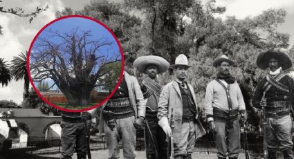 El Sabino, utilizado para colgar delincuentes en la Revolución Mexicana está muriendo I Fotos