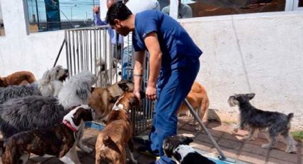 Así quieren “meter en cintura” a refugios y guarderías de animales de compañía en Hidalgo