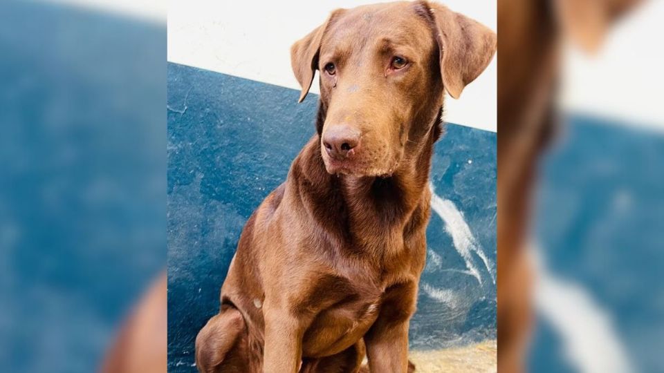 Perrito que sería sacrificado en Orizaba por morder a personas, abre polémica en redes