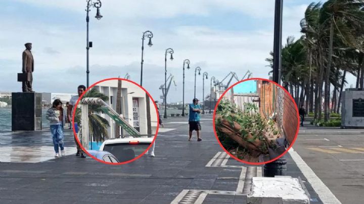 Frente frío 8: Vientos del norte tiran árboles, postes y semáforos en Veracruz