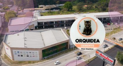 Orquídea: La gatita que es gerente de plaza comercial en Coatepec