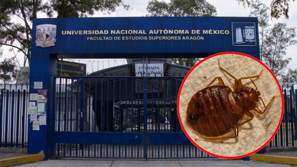 Chinches en la UNAM: ¿Salen de CU para irse a la FES Aragón?