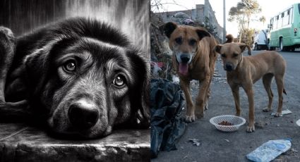 Las MULTAS por abandonar perros; podrías pagar hasta 30,000 pesos
