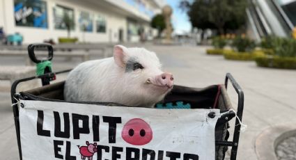 Lupito, el cerdito cinéfilo que acerca la cultura a Puebla