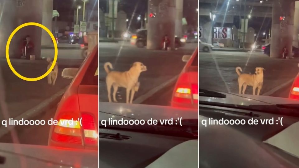 La video de este lomito se viralizó luego de que se compartiera en redes sociales; el perrito ha conquistado los corazones de usuarios al pedir dinero en semáforos de San Luis Potosí